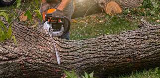 Best Commercial Tree Services  in Gold Key Lake, PA