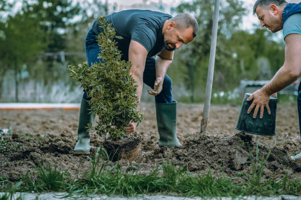 Best Stump Grinding and Removal  in Gold Key Lake, PA