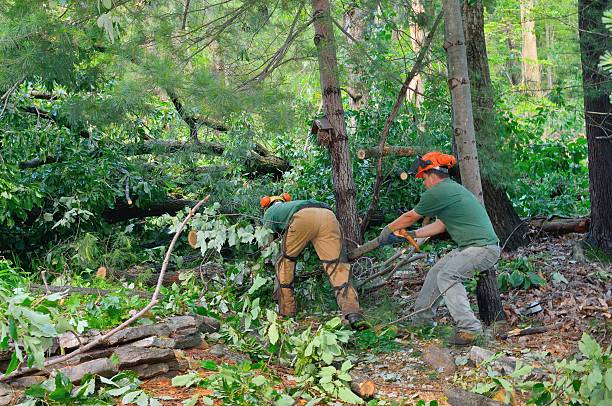 Best Seasonal Cleanup (Spring/Fall)  in Gold Key Lake, PA