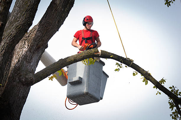 Best Tree Risk Assessment  in Gold Key Lake, PA